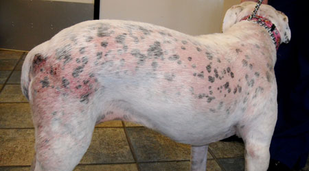 demodex mites on dogs