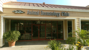 Animal Dermatology Clinics - press