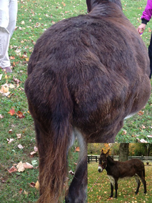 AFTER: Vail the Donkey