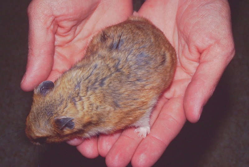 Demodicosis in the hamster - Veterinary Practice