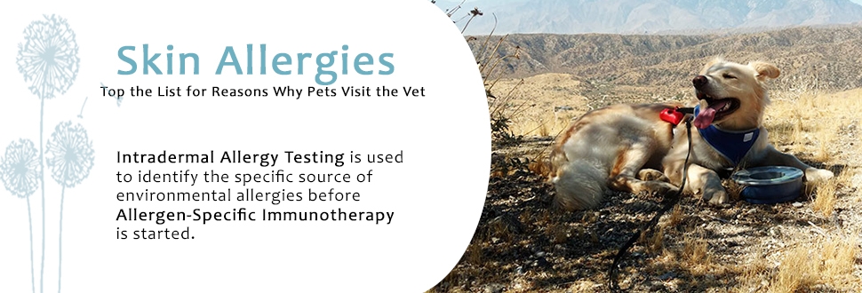 Animal Dermatology at Desert Veterinary Specialists