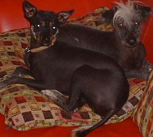 dogs-on-red-sofa-51078.jpg