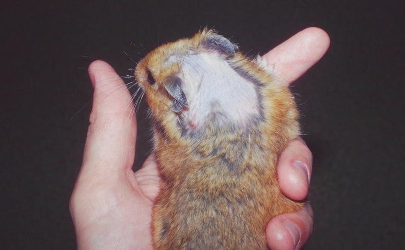 Demodicosis in the hamster - Veterinary Practice