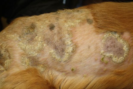 Pemphigus foliaceus (All images courtesy of Dr. Darin Dell)