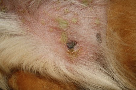 Calcinosis Cutis Dog