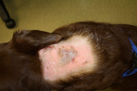 Calcinosis Cutis Dog